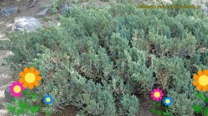 Можжевельник китайский Сан Хосе. Краткий обзор, описание характеристик juniperus chinensis San Jose