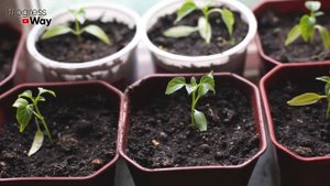 Чем подкормить рассаду огурцов, чтобы она была "жирненькой" и коренастой.