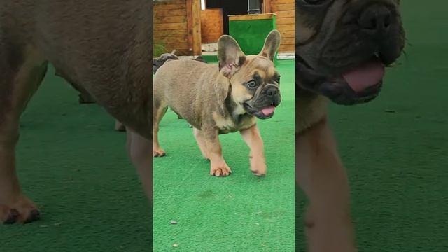 французский бульдог девочки .первая прогулка 3.5 м.пишите . смотреть онлайн