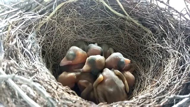 Сойки гніздо, маленькі пташенята