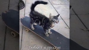 Про котиков. Сделала моя дочь Настя