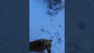 ДВОРНЯГА ОХОТНИК!