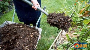 Секреты выращивания крупного лука