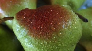 Gerber «Всё для малыша»