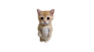 Плейлист, под который удобно чувствовать себя котёнком-невдуплёнком ??