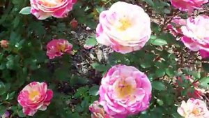 Fiesta rose