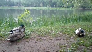 Утки крякают между собой. Утиная болтовня