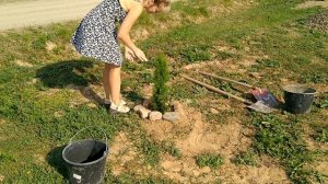 Посадка яблони, 2х груш и 2х туи