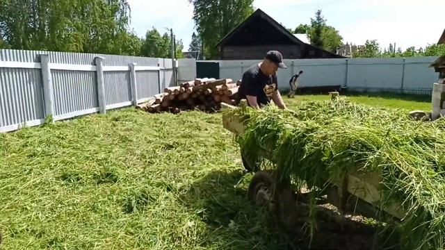Люди косят траву, а мы забираем и сушим! Запустила не только канал, но и грядки! смотреть онлайн
