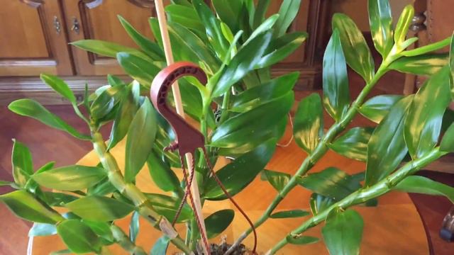 НОВЫЕ ОРХИДЕИ!!! Обзор посылки от Orchideegarten.