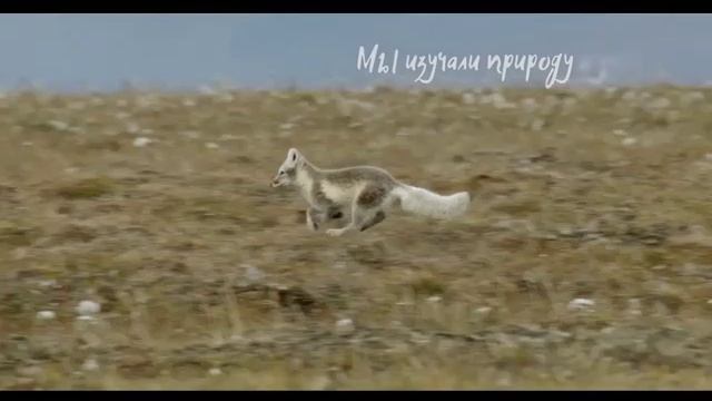 Заповедная Россия