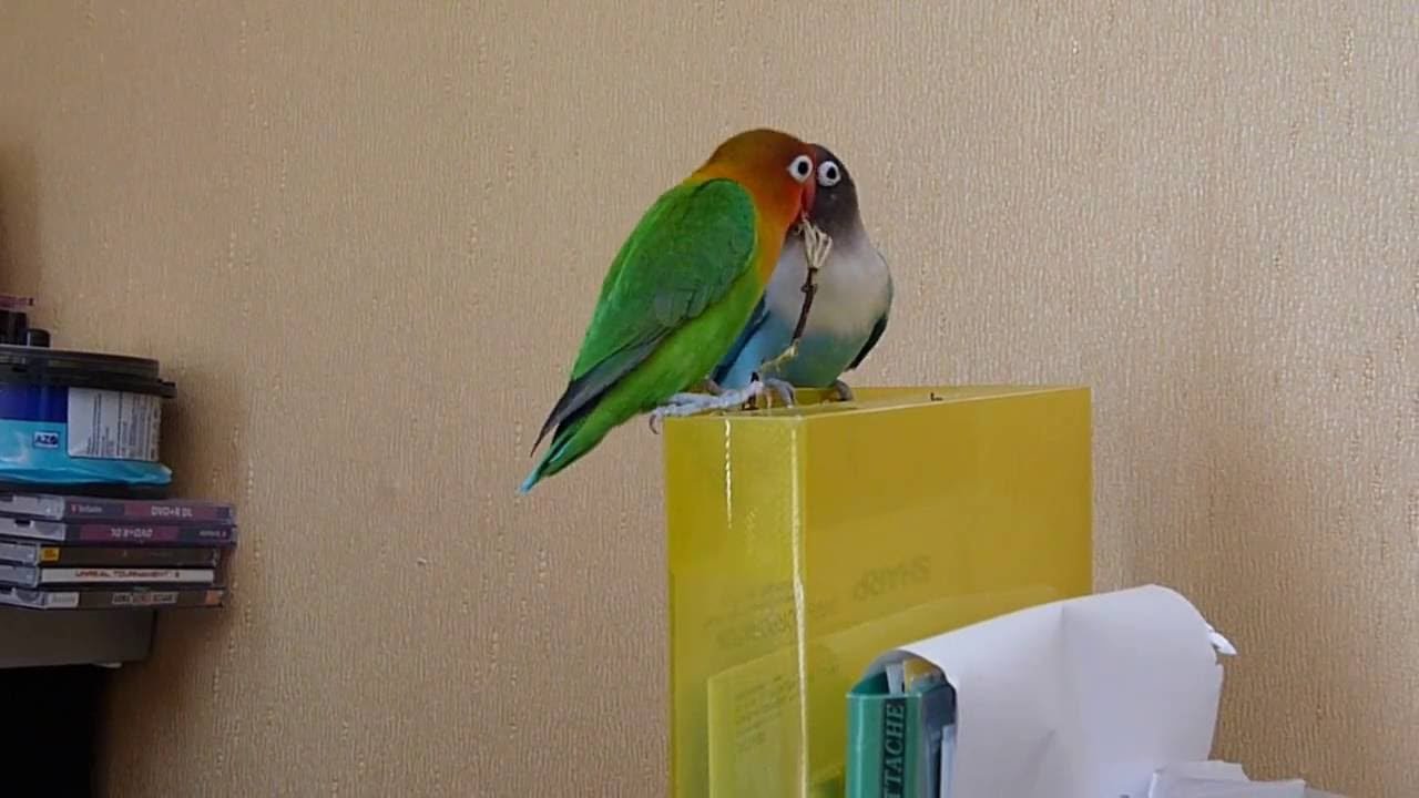 Неразлучники