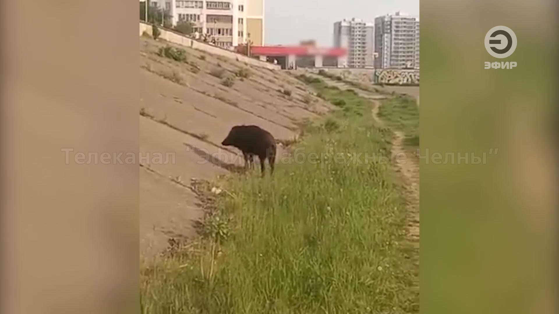 собаки в набережных челнах