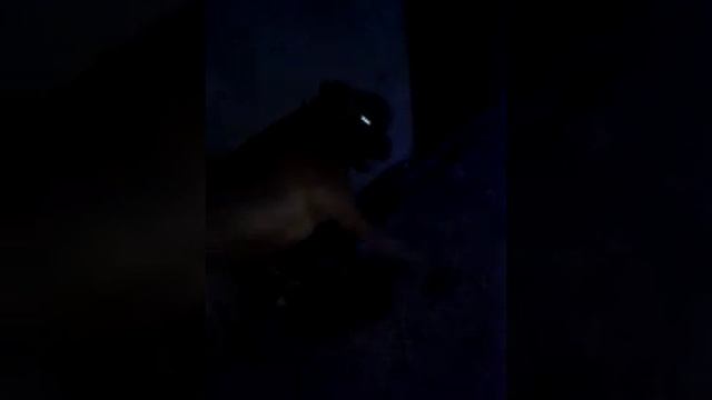 Ника. Собака породы боксер. Nika. смотреть онлайн