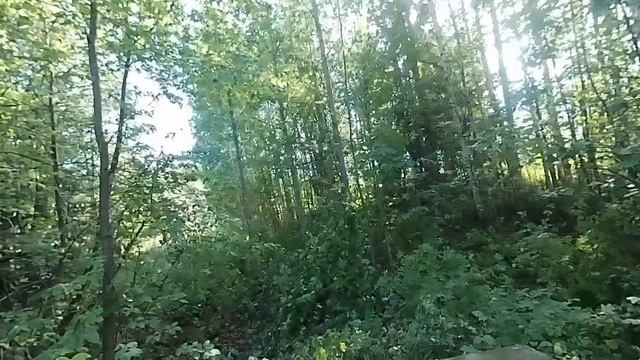 Поездка в лес