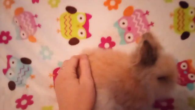 Кролик карликовый минор 2 мес смотреть онлайн