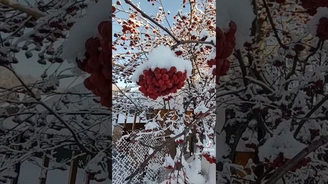 Красная рябина.