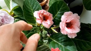 Шоу глоксиний 2020