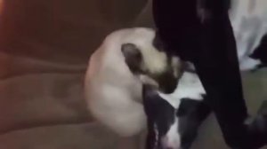 Сиамская Кошка Против ПитБуля! Смешное Видео! Siamese cat against a pitbull! Change Video!