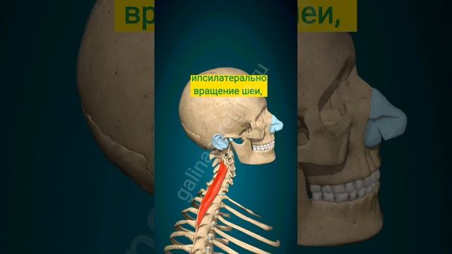 Ременная мышца шеи