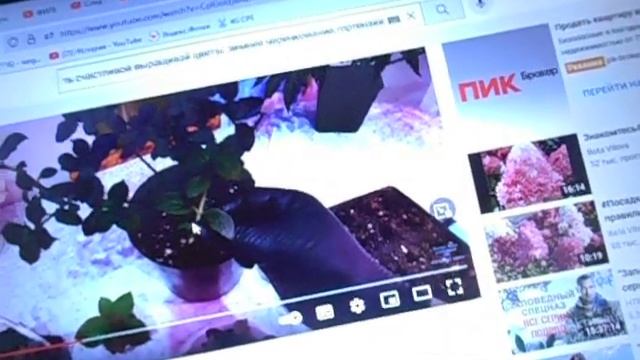 Черенкование гортензии. Черенок с пяточкой, когда это актуально?  22. 12. 2021 года.