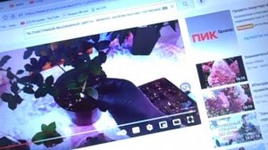 Черенкование гортензии. Черенок с пяточкой, когда это актуально?  22. 12. 2021 года.