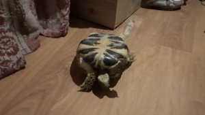 Сухопутная черепаха. осень 2022