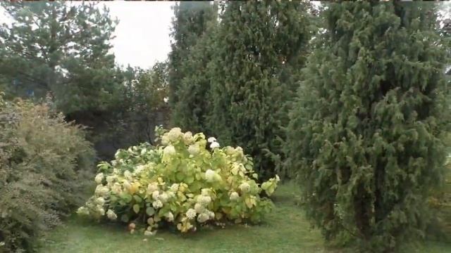 Три вида обрезки гортензии сразу на одном кусте! Гортензия древовидная Аннабель. смотреть онлайн