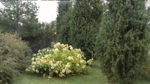 Три вида обрезки гортензии сразу  на одном кусте!  Гортензия древовидная Аннабель.
