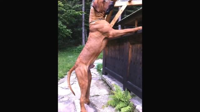 TOP 10 STRONGEST DOG BREEDS IN THE WORLD/ТОП-10 сильнейших пород собак в мире смотреть онлайн