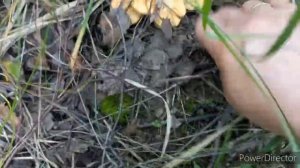 Грибное Нашествия в новом Лесу_ Новости и Владимирских Лесов 07.07.23_А я думала грибов больше НЕТ