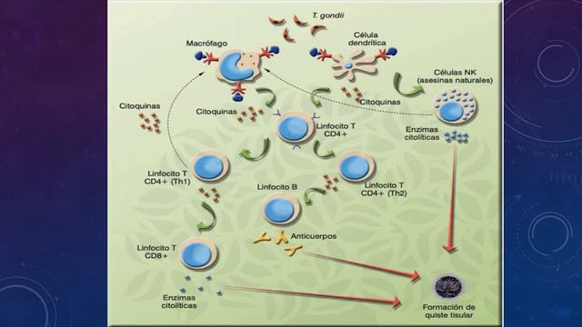 TOXOPLASMOSIS смотреть онлайн