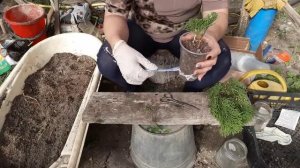 Черенкование туи. Все легко и просто