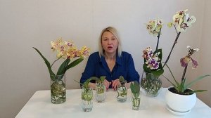 Адаптация орхидей в ОС без грунта. Групповая посадка орхидей без субстрата. Подростки орхидей в ОС.