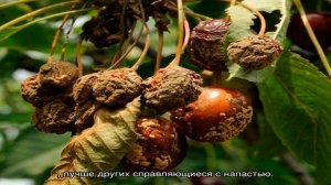 Как лечить монилиоз вишни, чтобы сохранить урожай и дерево?