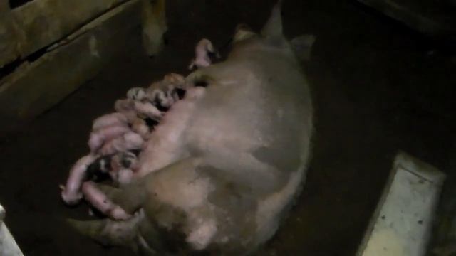 Свиноматка после опороса,одинадцать поросят.Весь опорос без помощи свиноматке. смотреть онлайн