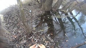 Охота на норку капканами, правильная постановка капкана.