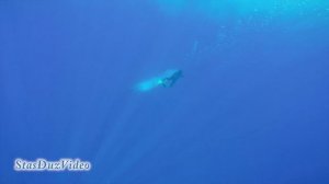 За Синими Китами! Шри-Ланка, март 2019