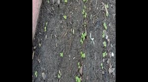 Дружно взошла редиска и вся зелень.