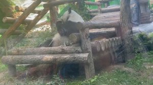 Панда кушает бамбук