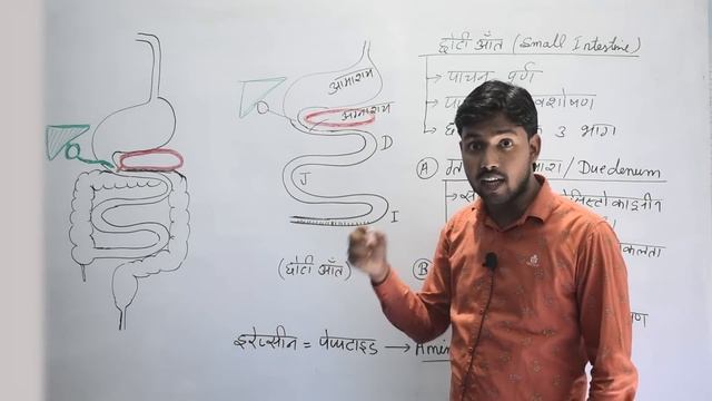 Digestive System | पाचन तंत्र | Part -2 | Khan GS Research Center | Patna смотреть онлайн