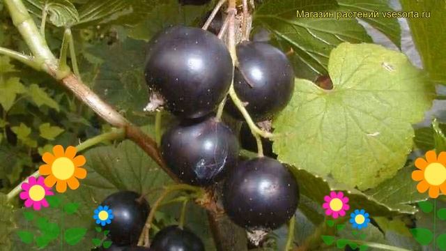 Смородина черная Бинар. Краткий обзор, описание характеристик, где купить саженцы ribes nigrum Bina смотреть онлайн