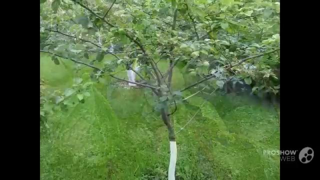Посадка_сливы. Как_вырастить_сливу_в_саду