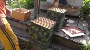 Народный улей Варрэ. Ловля роев. Подготовка и установка ловушек в грозу