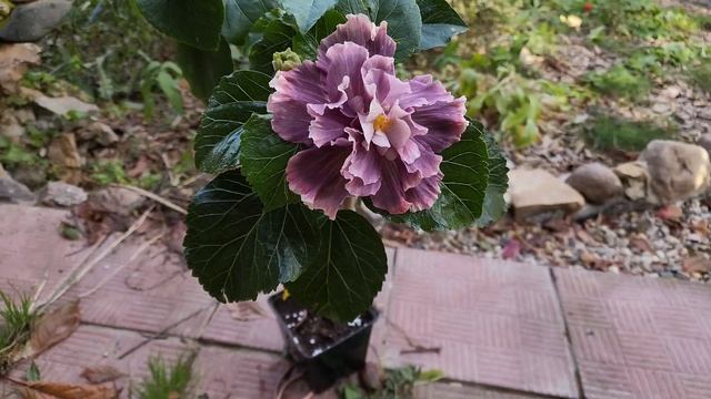 Wind Rosa Angel Magic Star  #Гибискус #цветы #hibiscus #GeraGibis #герагибис #цветымосква