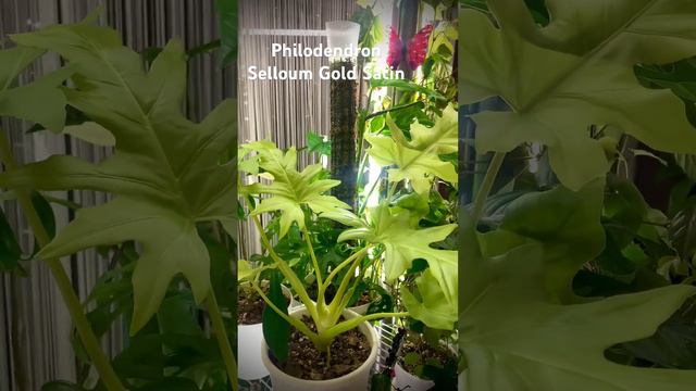 Филодендрон Селлоу Сатин Голд / Philodendron Gold Satin #комнатныерастения #комнатныецветы #ароидны