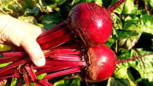 Этот сорт свёклы столовой просто Мечта Кулинара. Вкусная Свёкла без прореживания