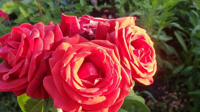 Rose Terracotta, 2023. Троянда Теракота.