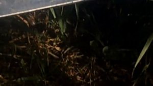 Перевозка пчел на малое расстояниедо2х км