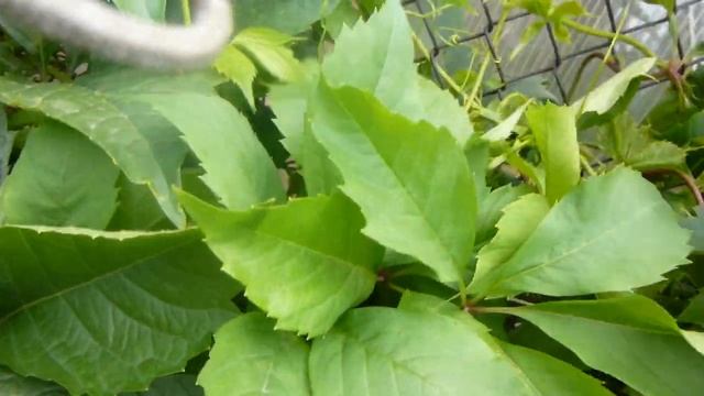 Как вырастить красивую, живую изгородь из девичьего винограда. смотреть онлайн